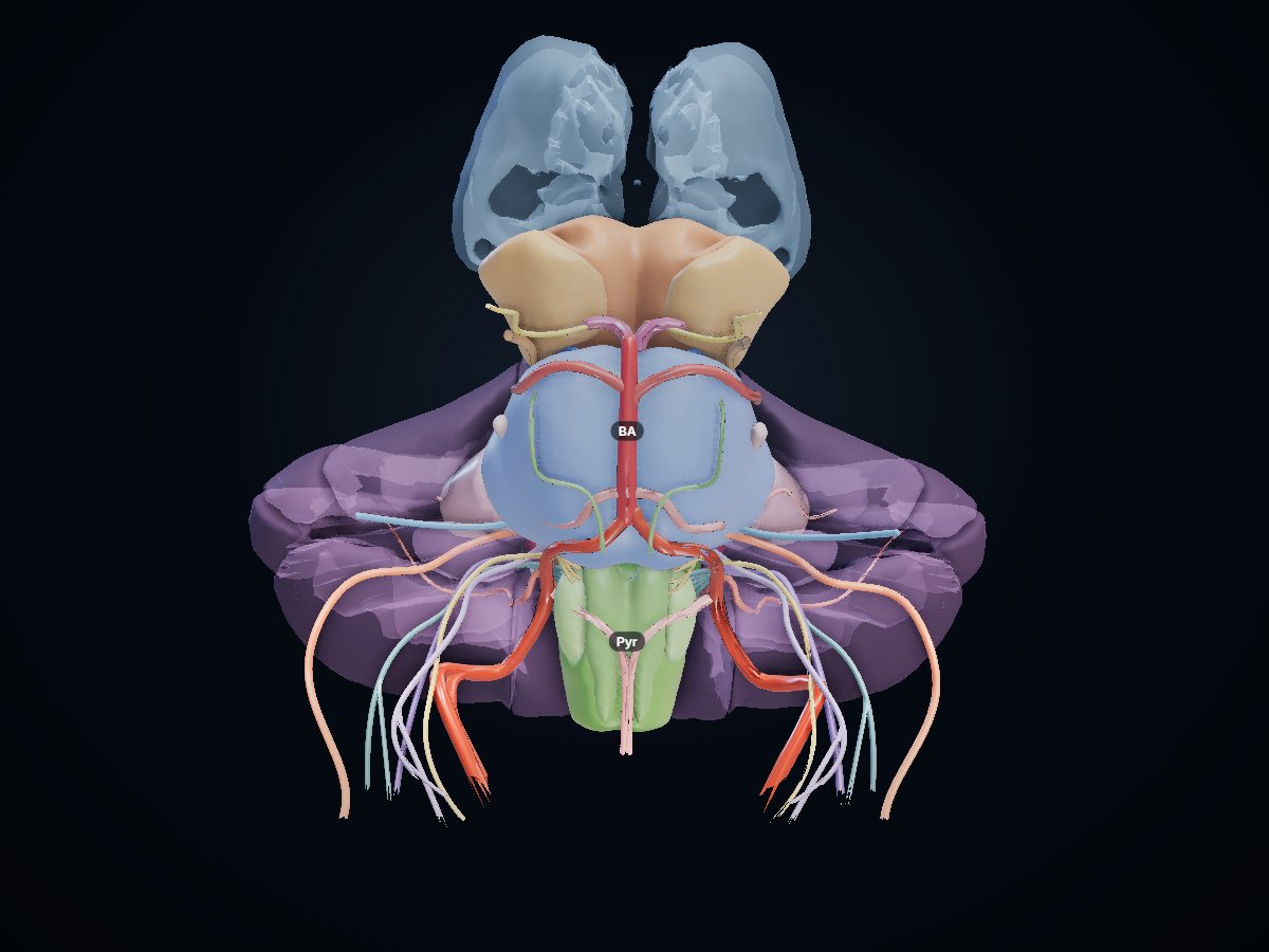 Brainstem 3D atlas preview