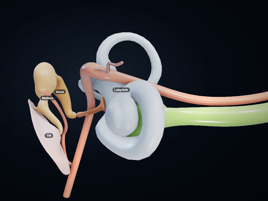 Ear 3D atlas preview