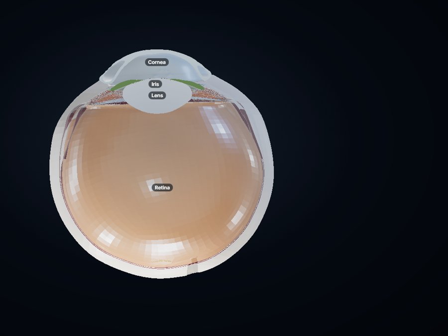 Eye 3D atlas preview