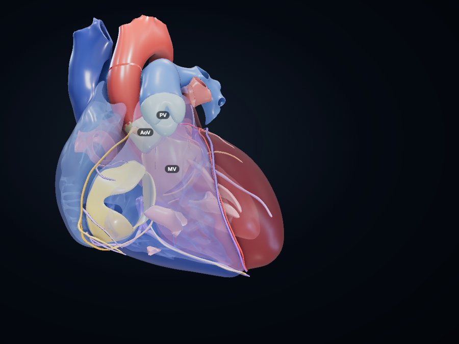 Heart 3D atlas preview