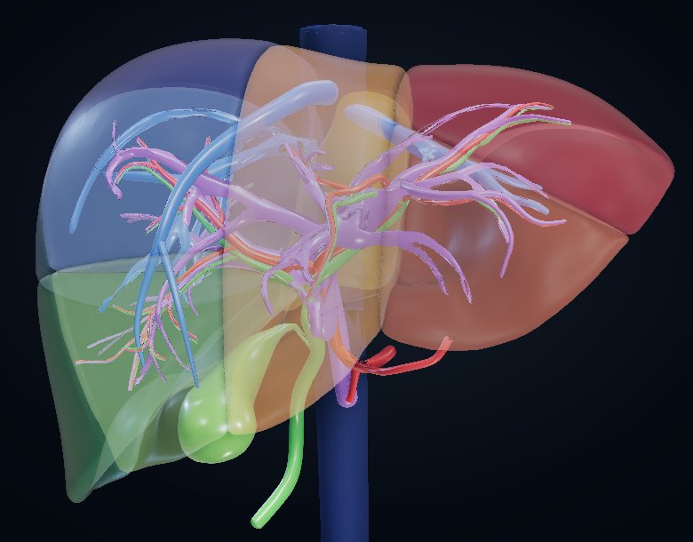 Liver 3D atlas preview