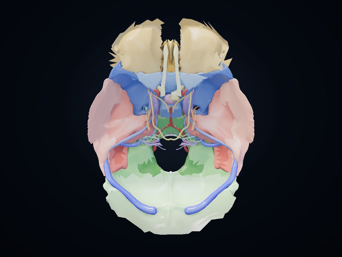 Skull base 3D atlas preview