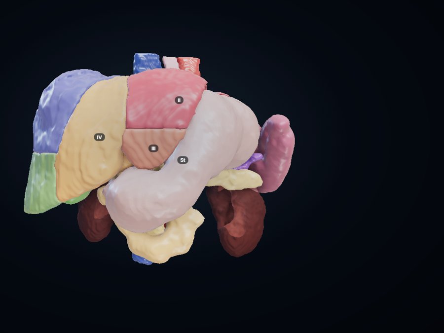 Upper abdomen 3D atlas preview